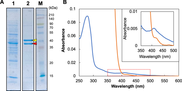 SDS-PAGE gel stained with CBB shows purified IsrD and IsrK with apparent molecular mass of 38 and 44 kilodaltons. Two absorbance spectra of as-isolated and reduced forms of the purified IsrDK, measured from 250 to 600 nanometers.