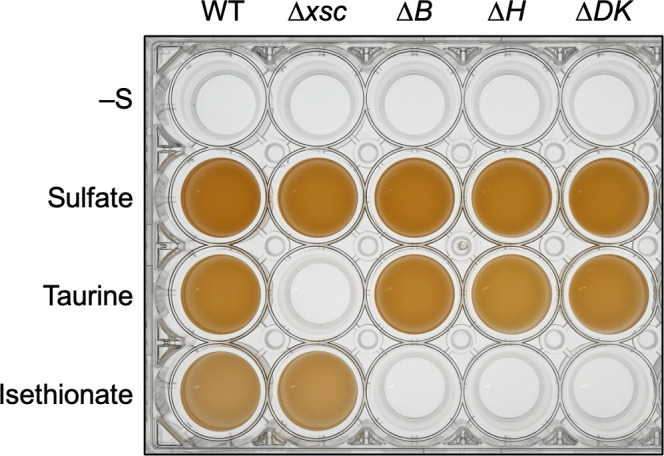 The photograph shows the growth of wild type and mutants using various sulfur sources: no sulfur, sulfate, taurine, and isethionate. After they were grown in screw-capped test tubes, the cultures were transferred into a 24-well plate.