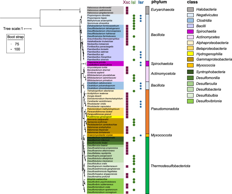 The phylogenetic tree shows the evolutionary relationships among various prokaryotes and the distribution of Xsc, Isl, and Isr across; Euryarchaeota, Bacillota, Spirochaetota, Actinomycetota, Pseudomonadota, Myxococcota, and Thermodesulfobacteriota.