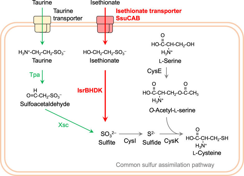 The diagram shows metabolic pathways of taurine and isethionate in R. capsulatus, leading to assimilation as sulfur sources. Key components include taurine transporter, Tpa, Xsc, isethionate transporter SsuCAB, and IsrBHDK.