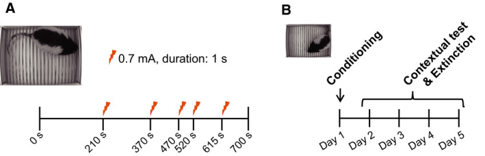 Fig. 6