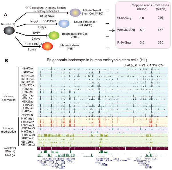 Epigenomic analysis of multilineage differentiation of human embryonic stem cells.