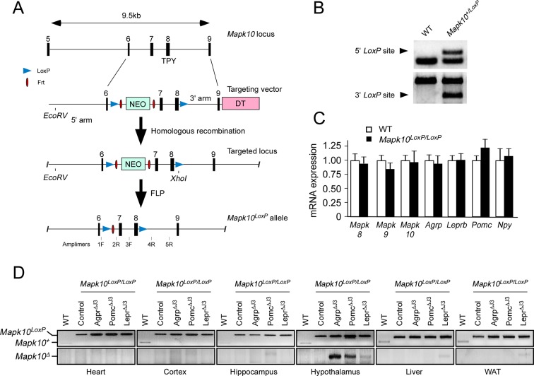 Figure 4—figure supplement 1.