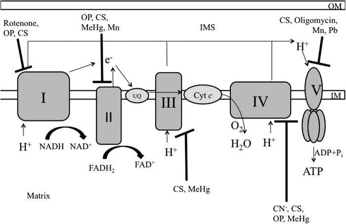 FIG. 1.