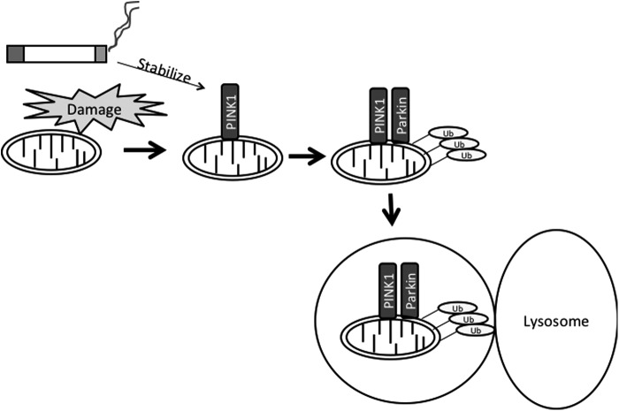 FIG. 2.