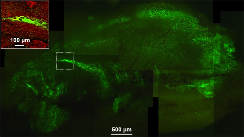 Fig 3