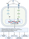 FIGURE 2