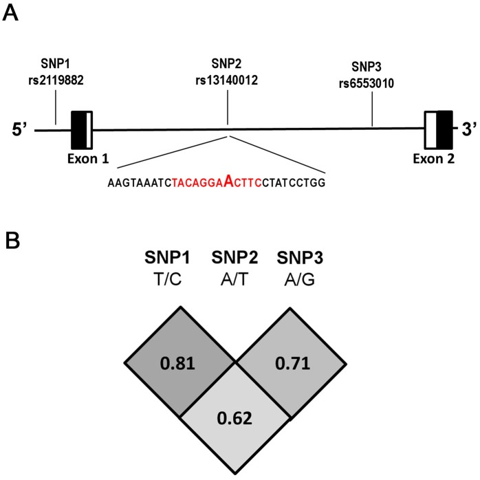 Fig 1