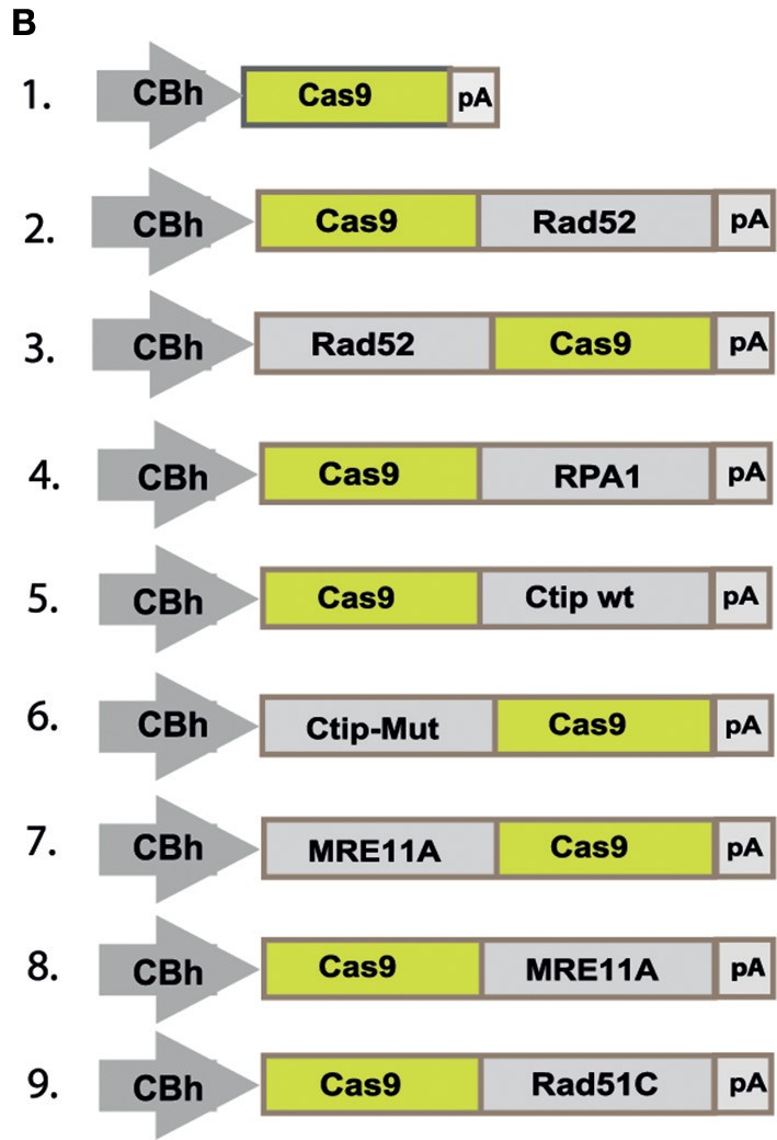 Figure 2B