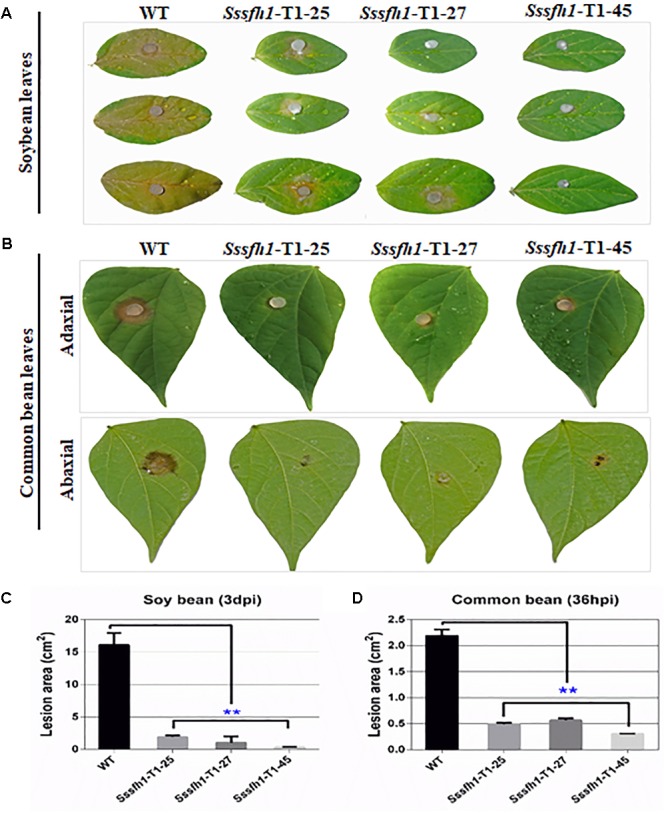 FIGURE 4