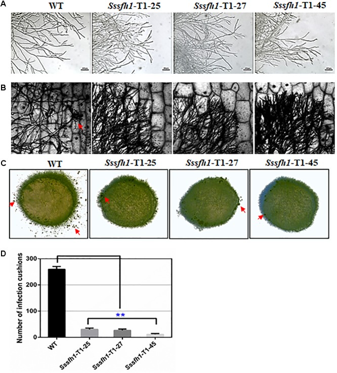 FIGURE 3