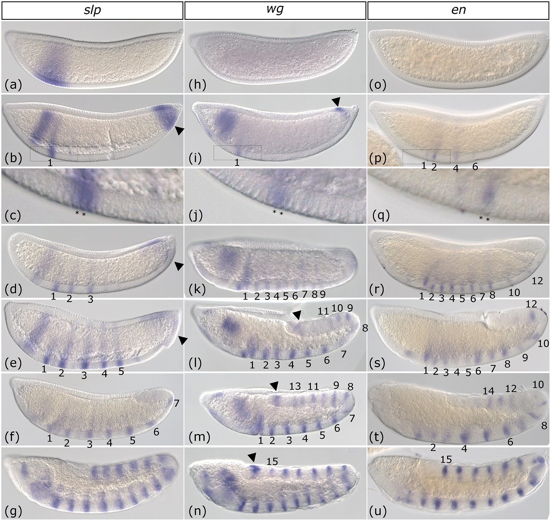 Figure 3: