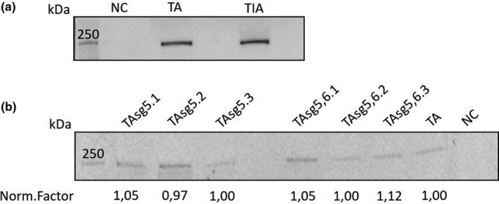 FIGURE 3