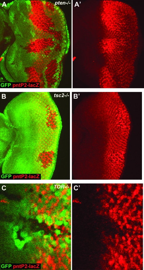 Figure 4.—