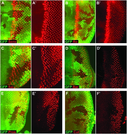 Figure 5.—