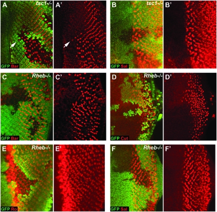 Figure 2.—