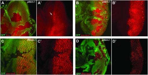 Figure 3.—