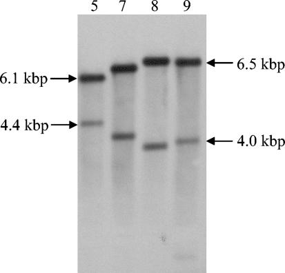 FIG. 1.