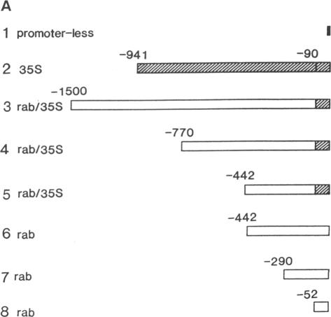 graphic file with name pnas01029-0157-a.jpg