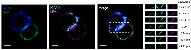 Figure 2—figure supplement 2.