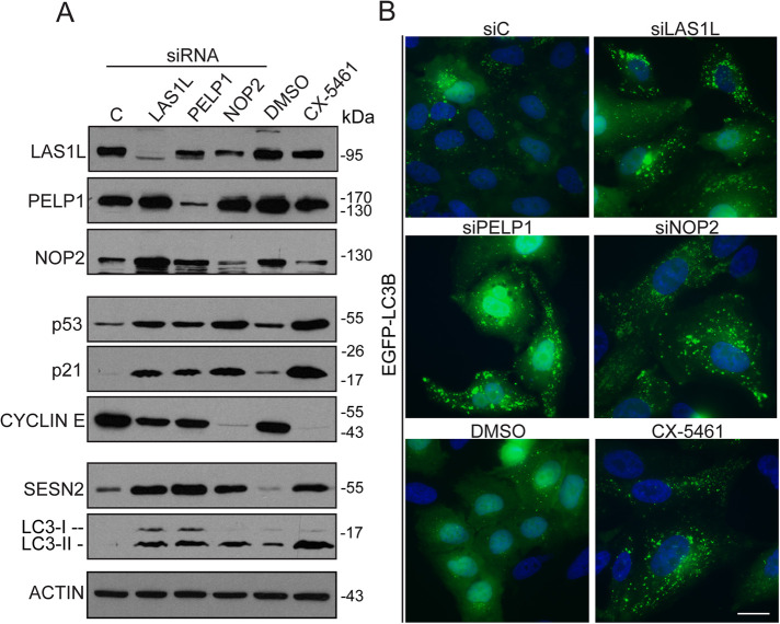 FIGURE 4: