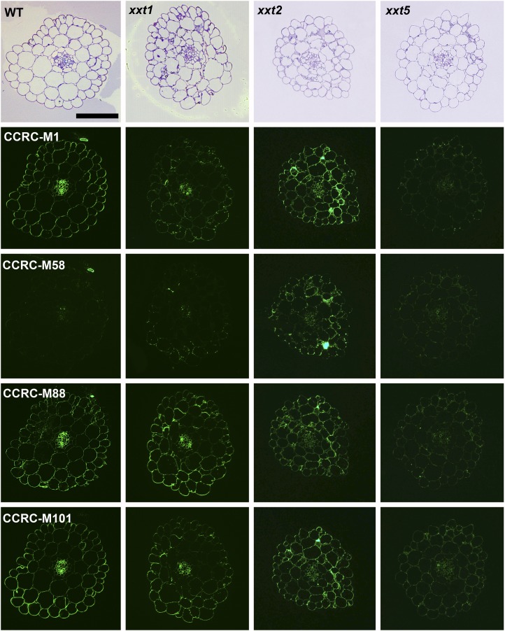 Figure 7.