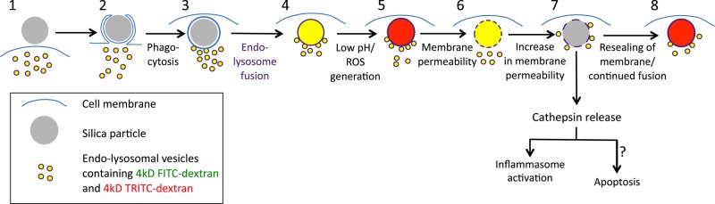 FIGURE 9: