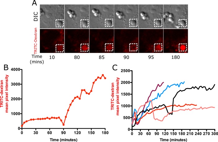 FIGURE 6: