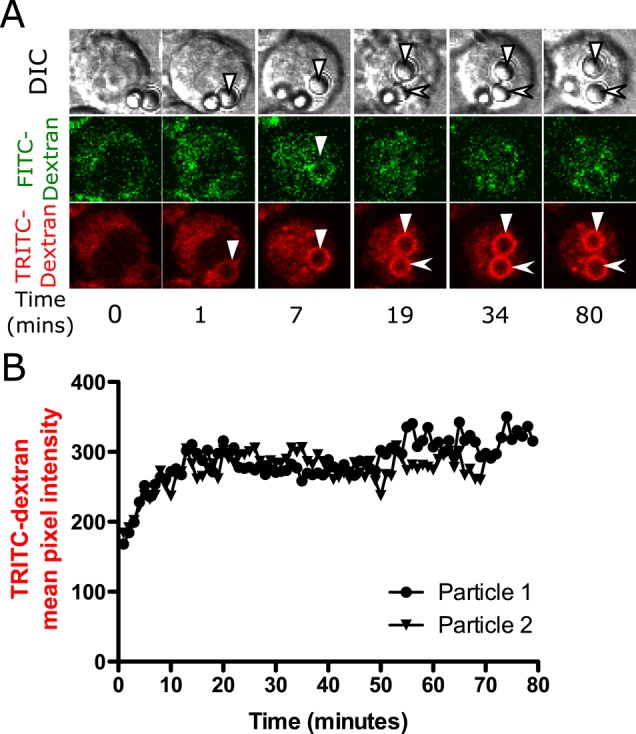 FIGURE 3: