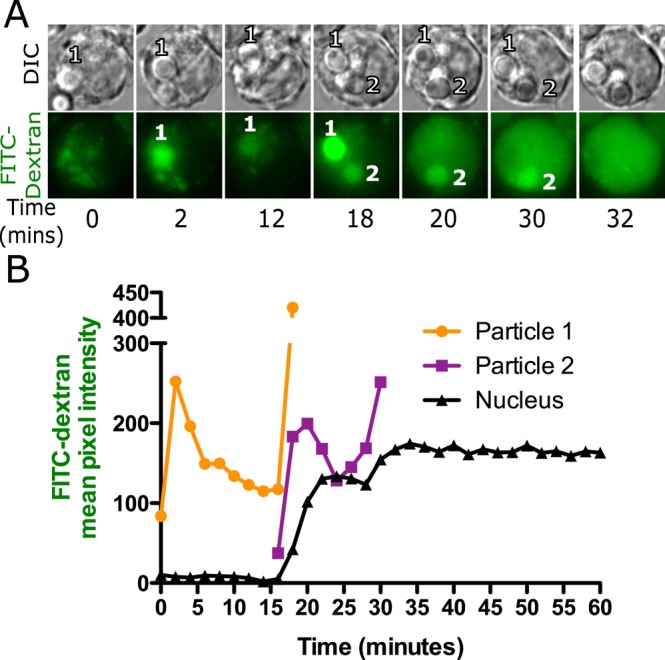 FIGURE 2: