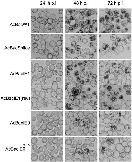 FIG. 4.