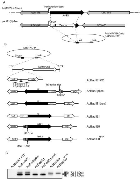 FIG. 1.