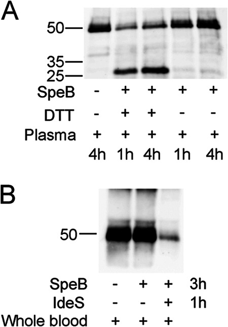 Fig 5