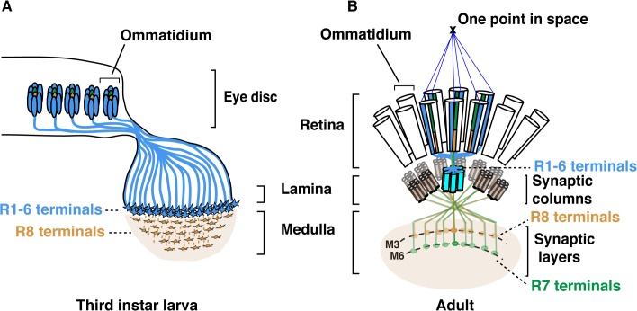 Fig 1