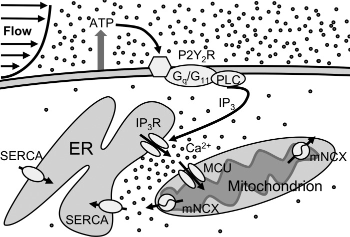 Fig. 8.