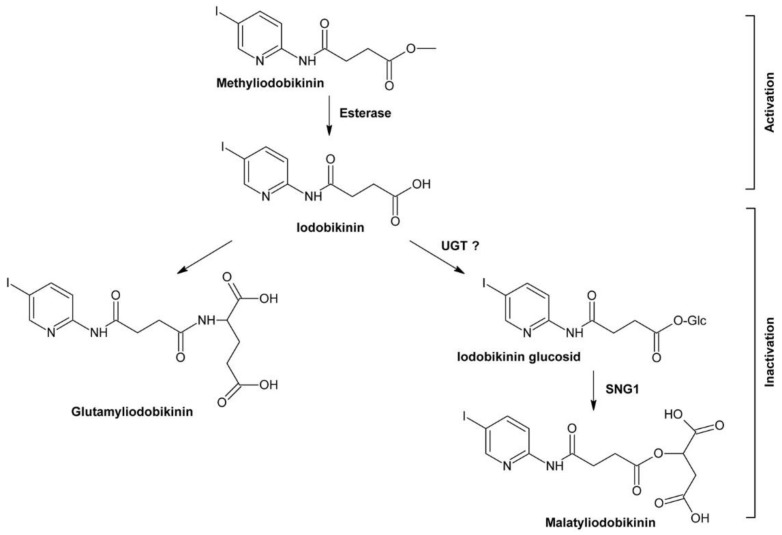 Figure 19