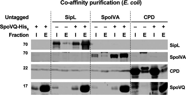 FIG 7