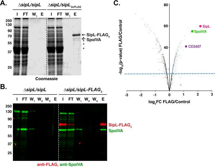 FIG 1