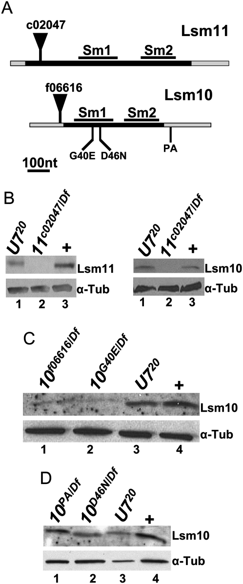 FIGURE 1.