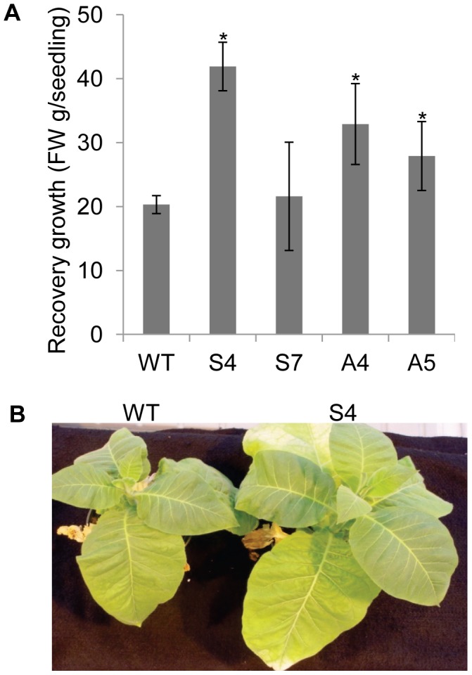 Figure 7