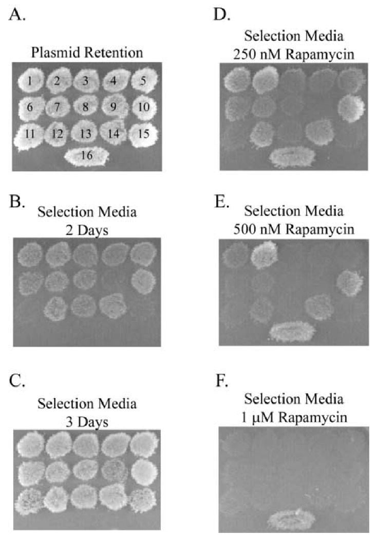 Figure 2