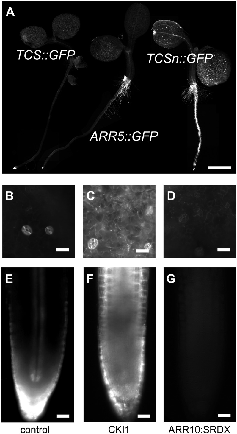 Figure 3.