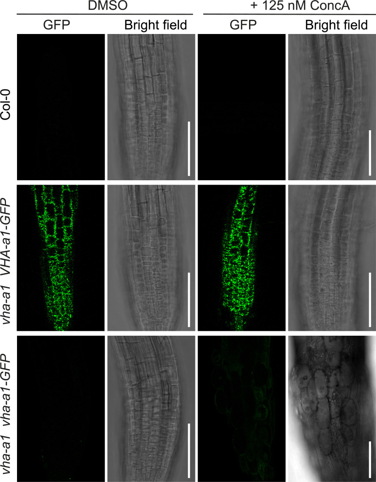 Figure 10—figure supplement 1.