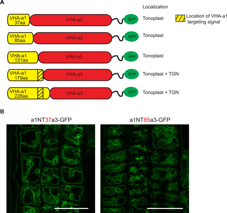 Figure 1—figure supplement 2.