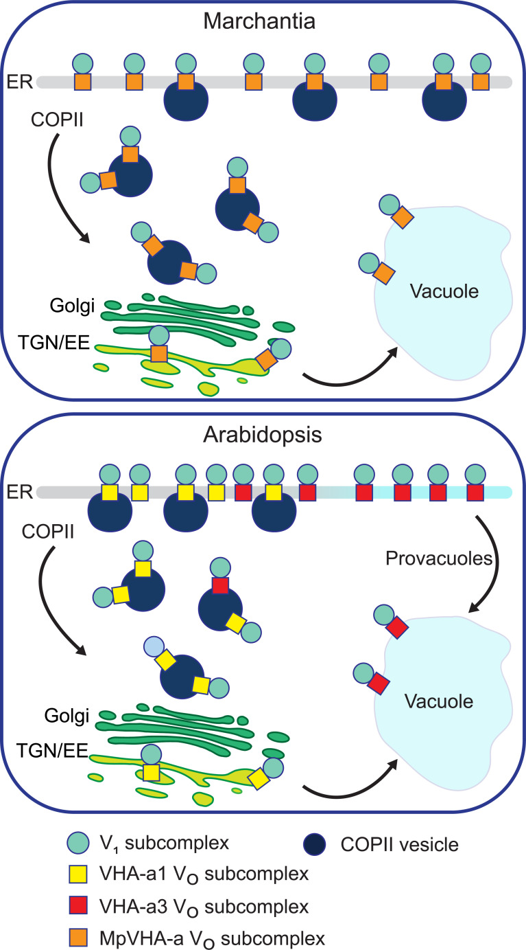 Figure 11.