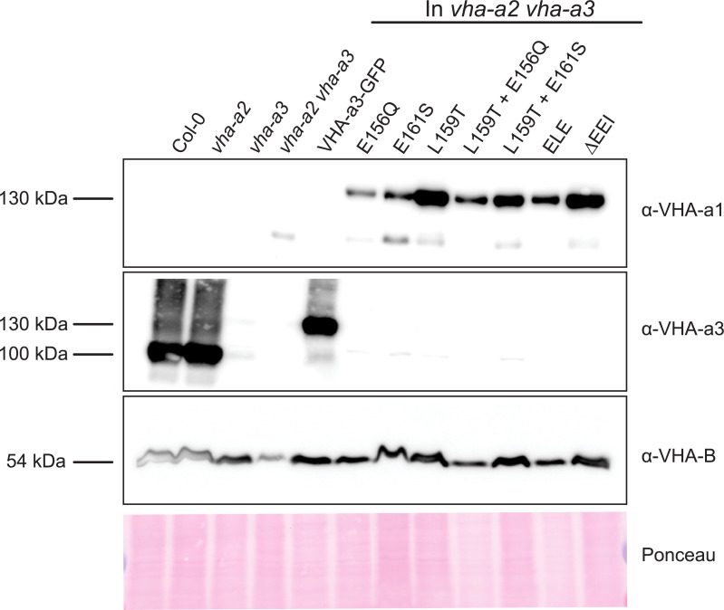 Figure 7—figure supplement 2.