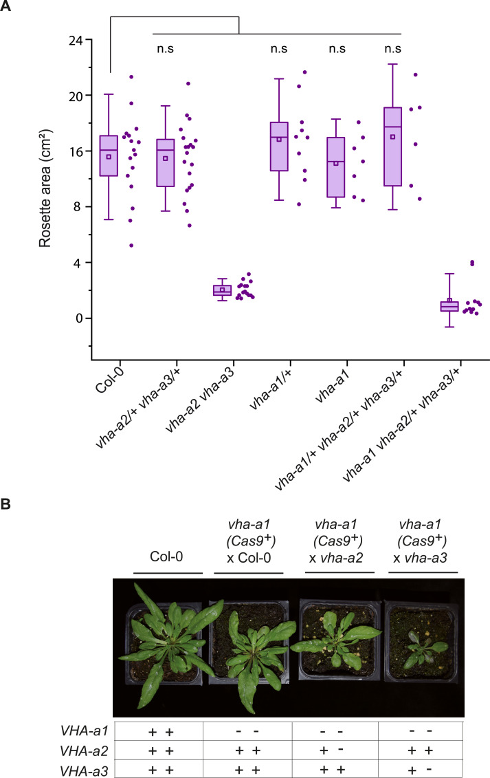 Figure 10—figure supplement 2.