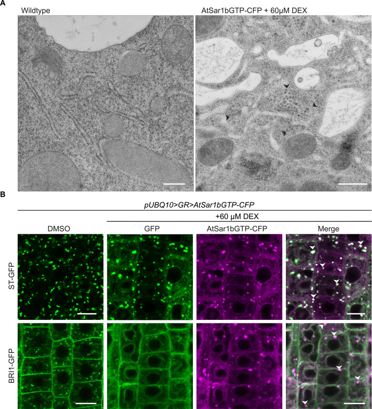 Figure 3—figure supplement 1.