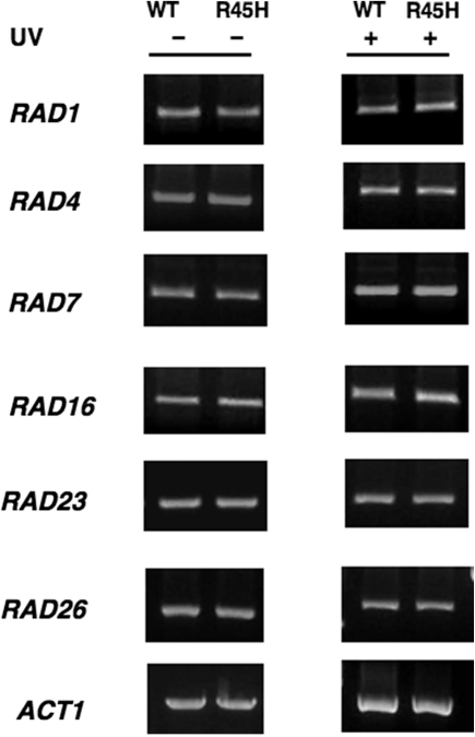 Figure 7.