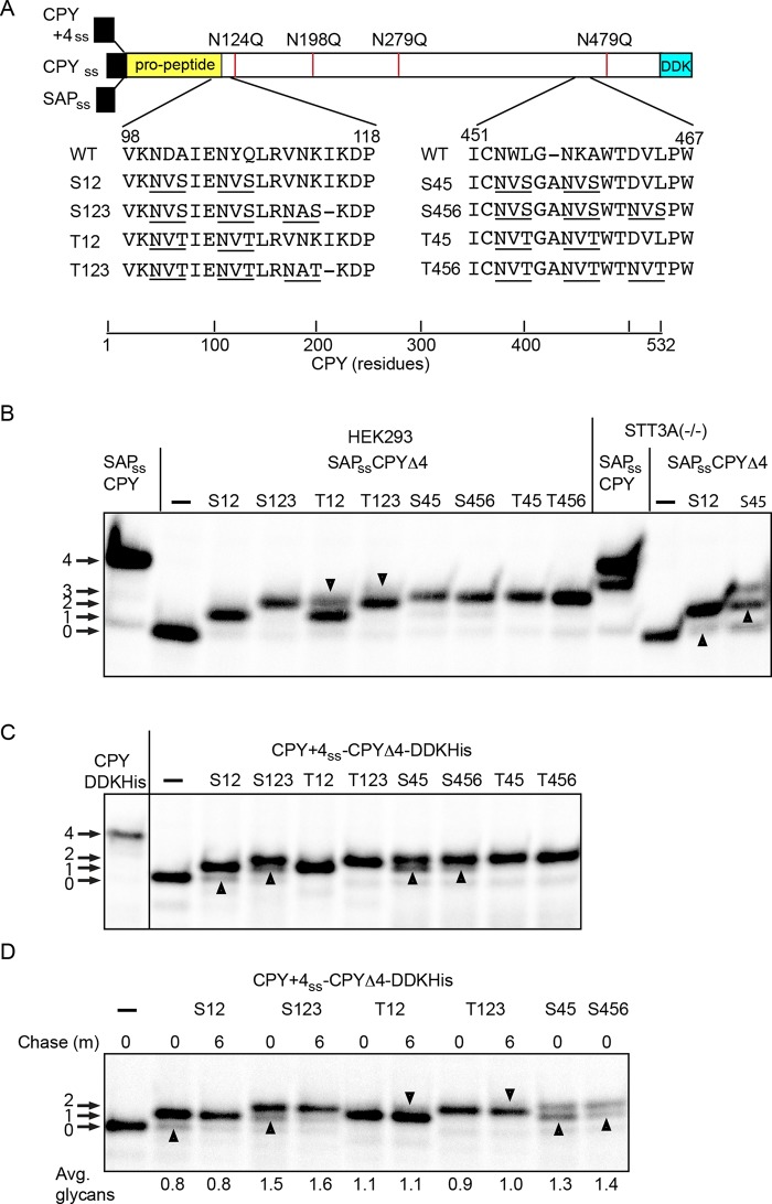 FIGURE 5: